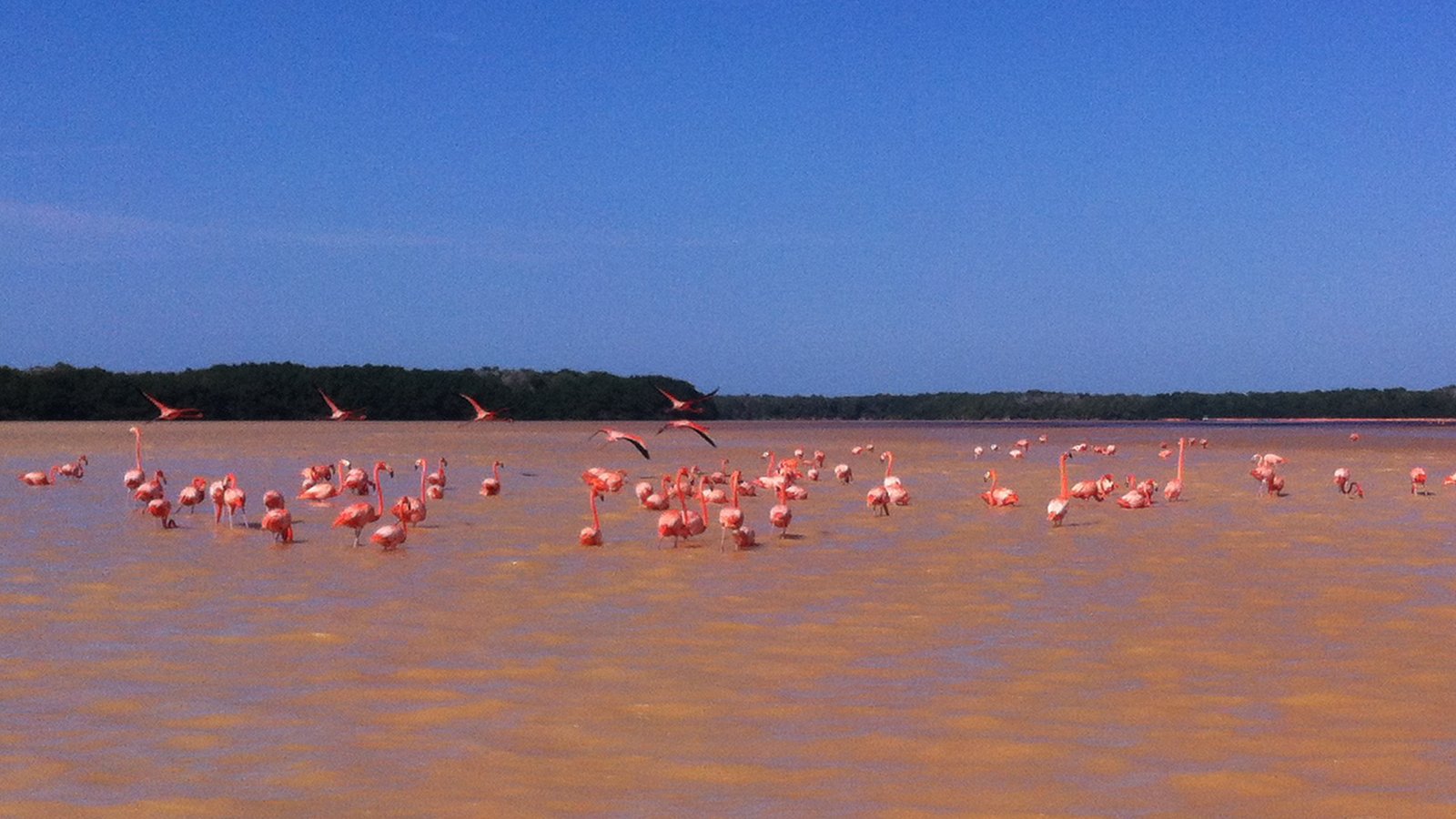 Flamingos dentro de la ría Celestún.